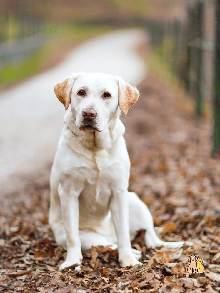 The Labrador Retriever Breed: Everything You Need to Know 12 Final Thoughts