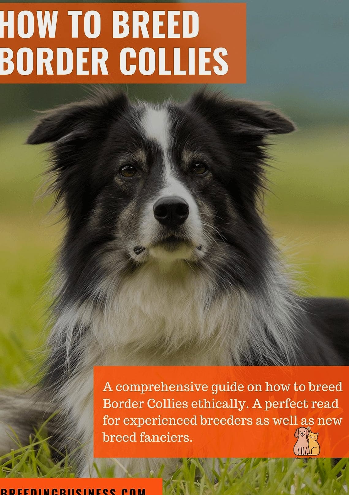 The Border Collie Breed: The Ultimate Guide 12 Final Thoughts