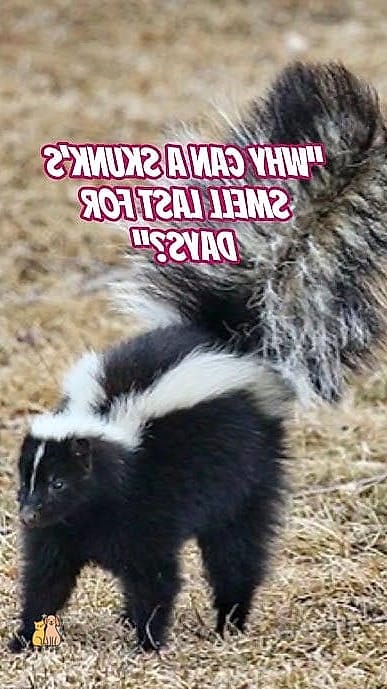 20 Stunning Skunk Smell Out Of Dog Guaranteed to Make You Smile 16 Final Thoughts on Removing Skunk Smell From Your Dog