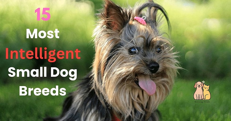 The Small Dog Breeds: You Didn't Know You Needed 11 Final Thoughts