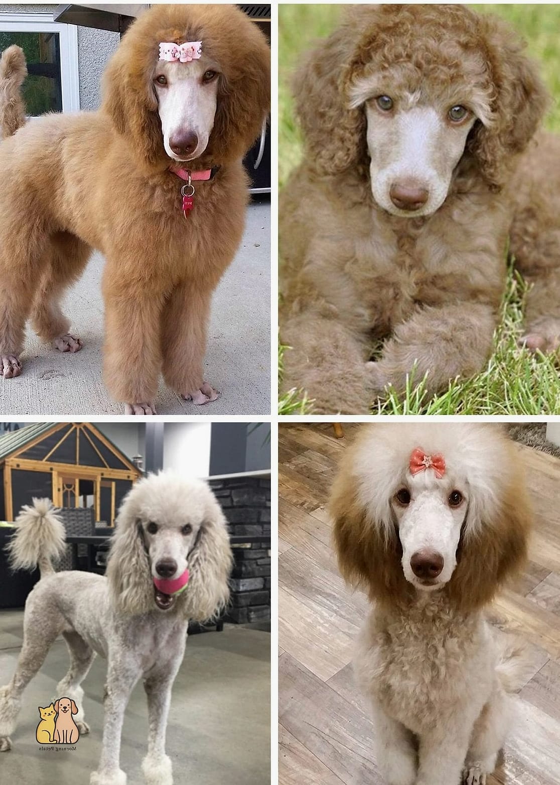 The Poodle Puppies: That Will Change How You See Them 9 Final Thoughts