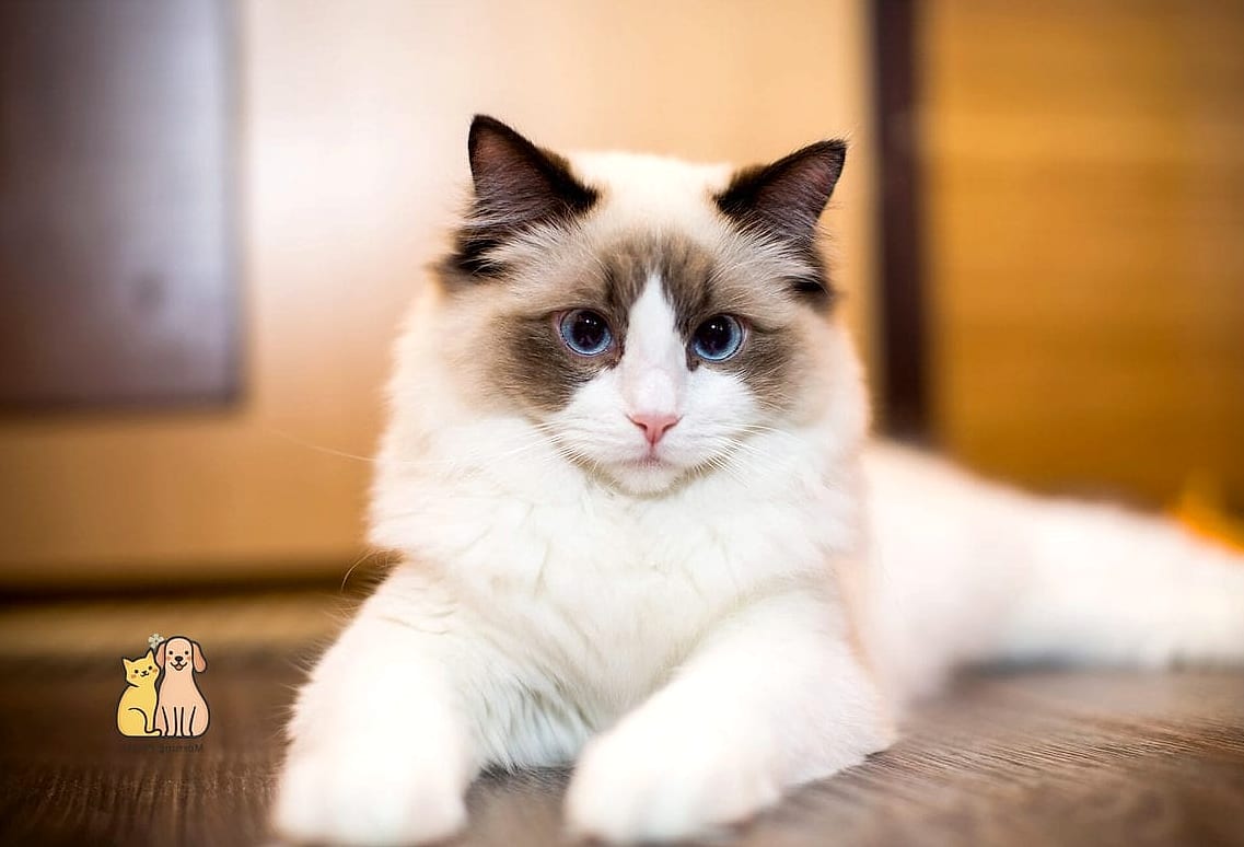 The Ragdoll Cat Breed: The Ultimate Guide 9 Final Thoughts
