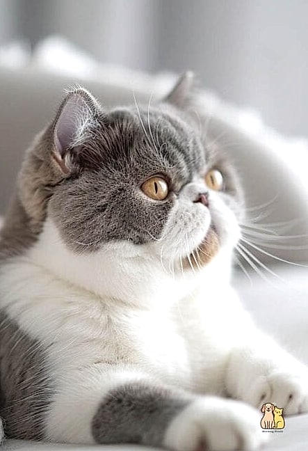 The Exotic Shorthair Cat Breed: You Didn't Know You Needed 9 Final Thoughts