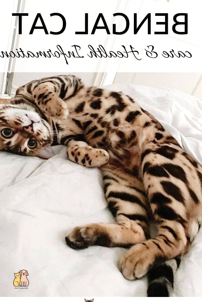 The Bengal Kittens: That Will Change How You See Them 9 Final Thoughts