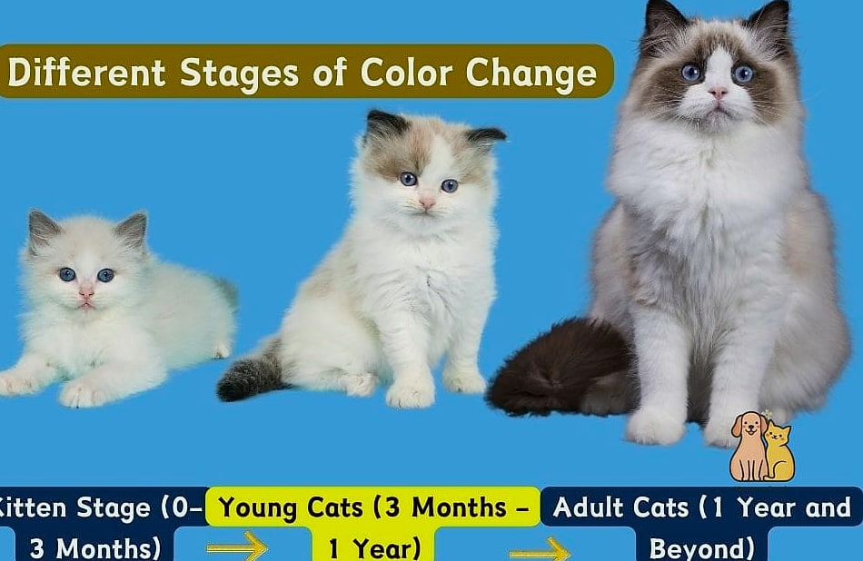 The Ragdoll Kittens: That Will Change How You See Them 9 Final Thoughts