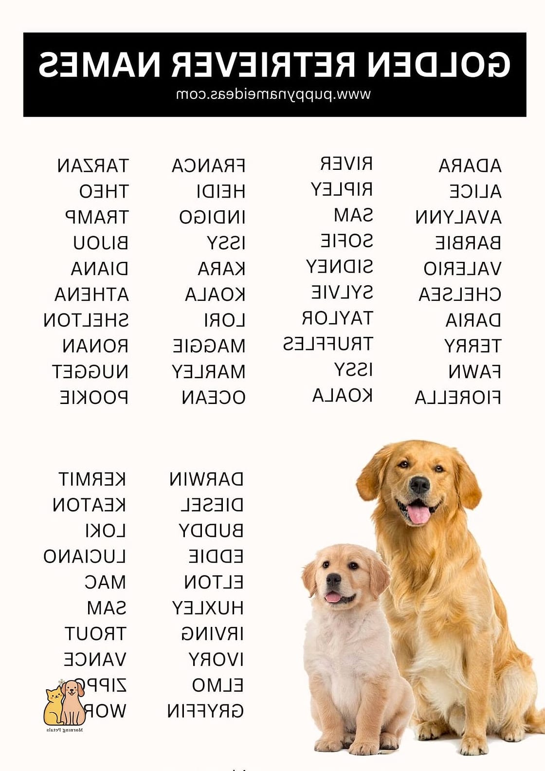 The Golden Retriever Names: Everything You Need to Know 19 Finn