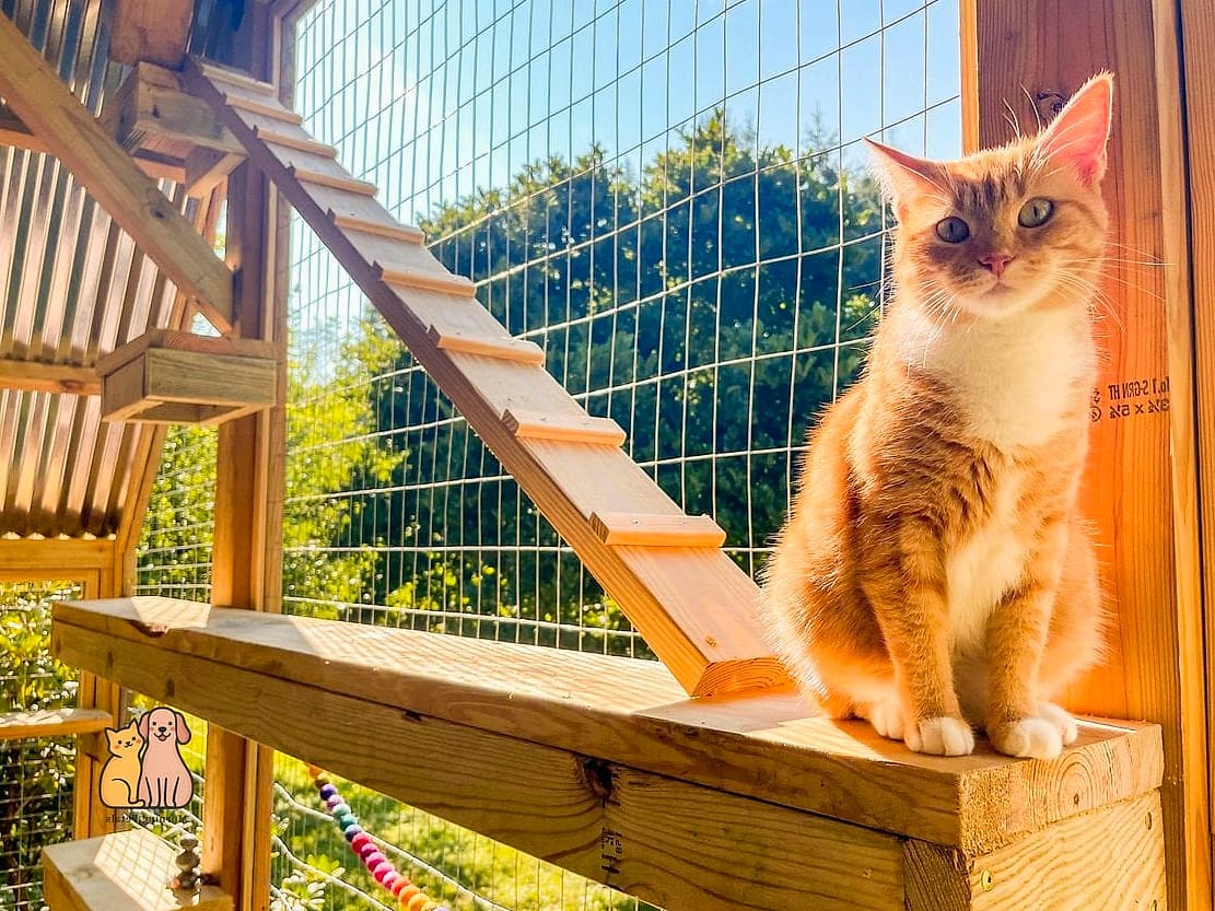 The Fire Escape Catio