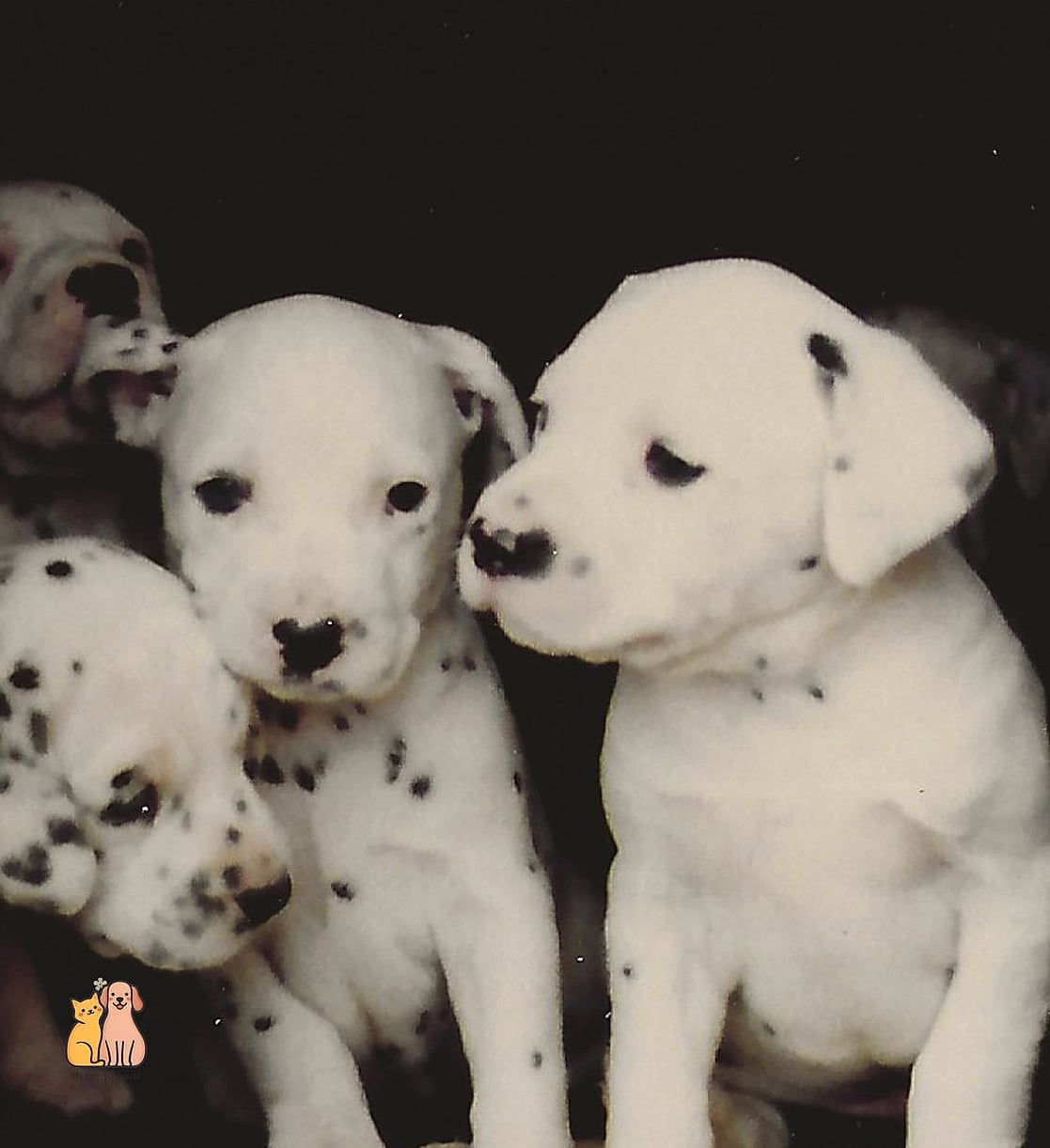 30 Incredible Dalmatian Puppies You Need in Your Life Right Now 22 The Firehouse Throwback