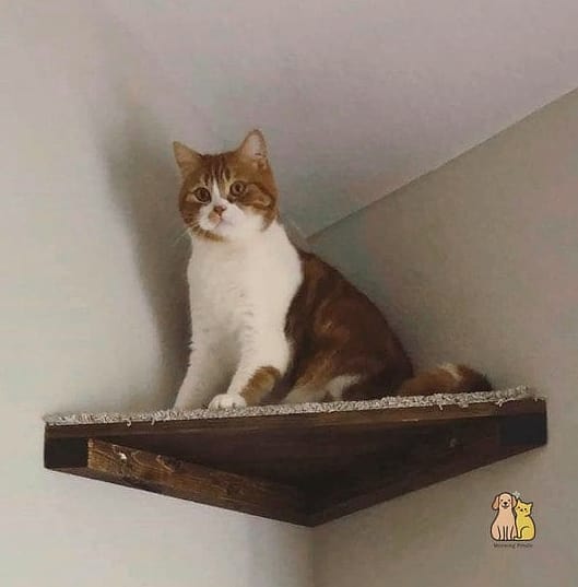 The Floating Corner Shelves