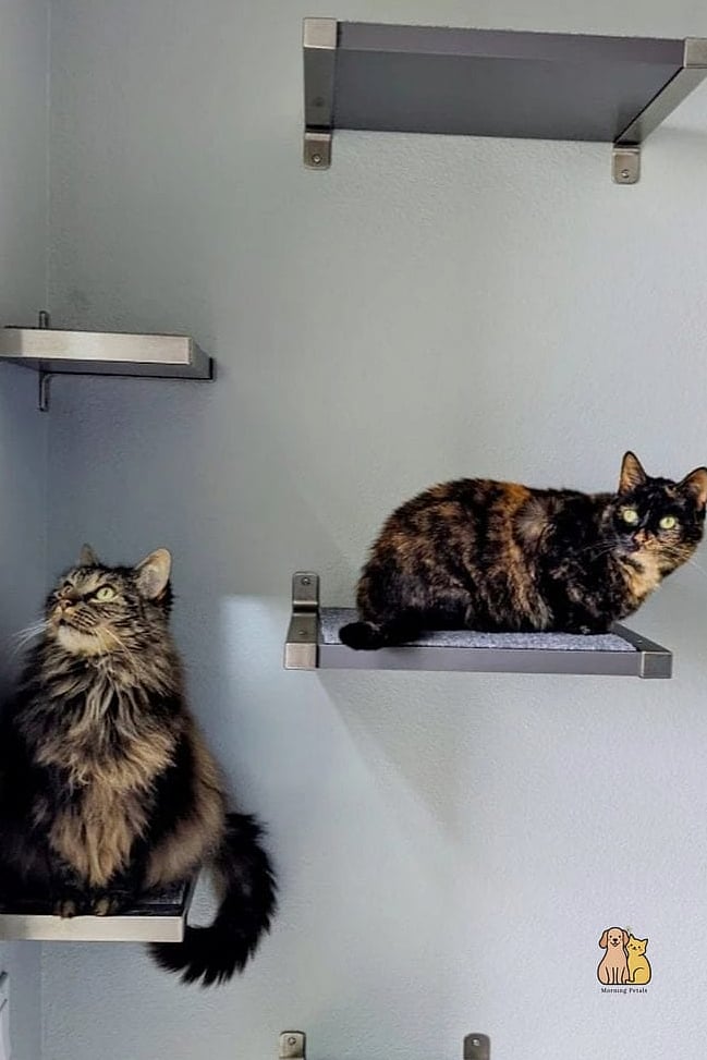 Floating Wall Shelves Cat Walk