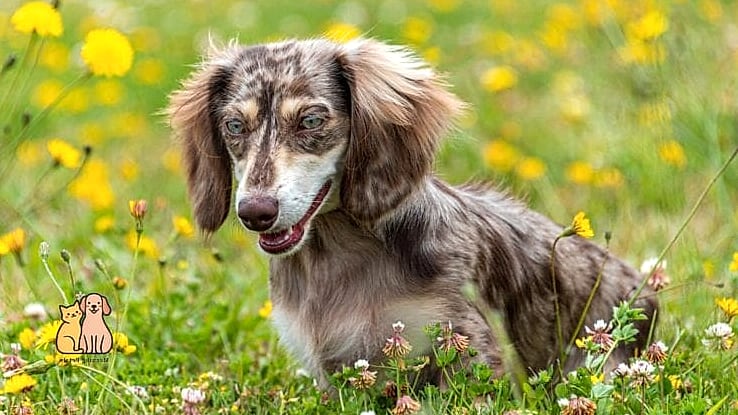 40 Adorable Wiener Dogs That Will Make Your Day 4 The Fluffy Long-Haired Sweetheart