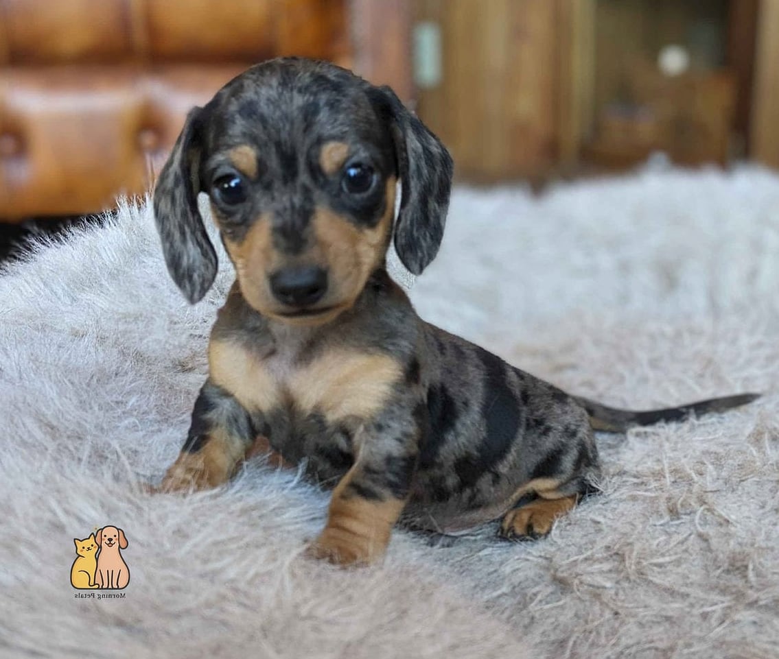 40 Adorable Wiener Dogs That Will Make Your Day 39 The Forever Puppy Personality