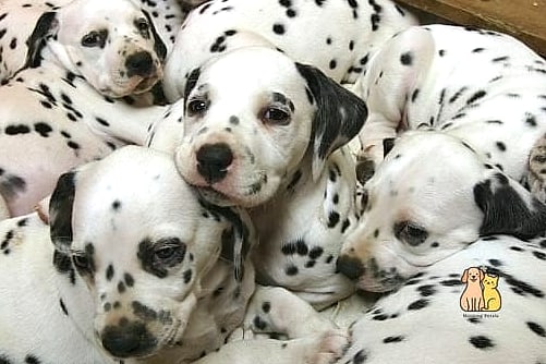 30 Incredible Dalmatian Puppies You Need in Your Life Right Now 2 The Freckle-Faced Firecracker