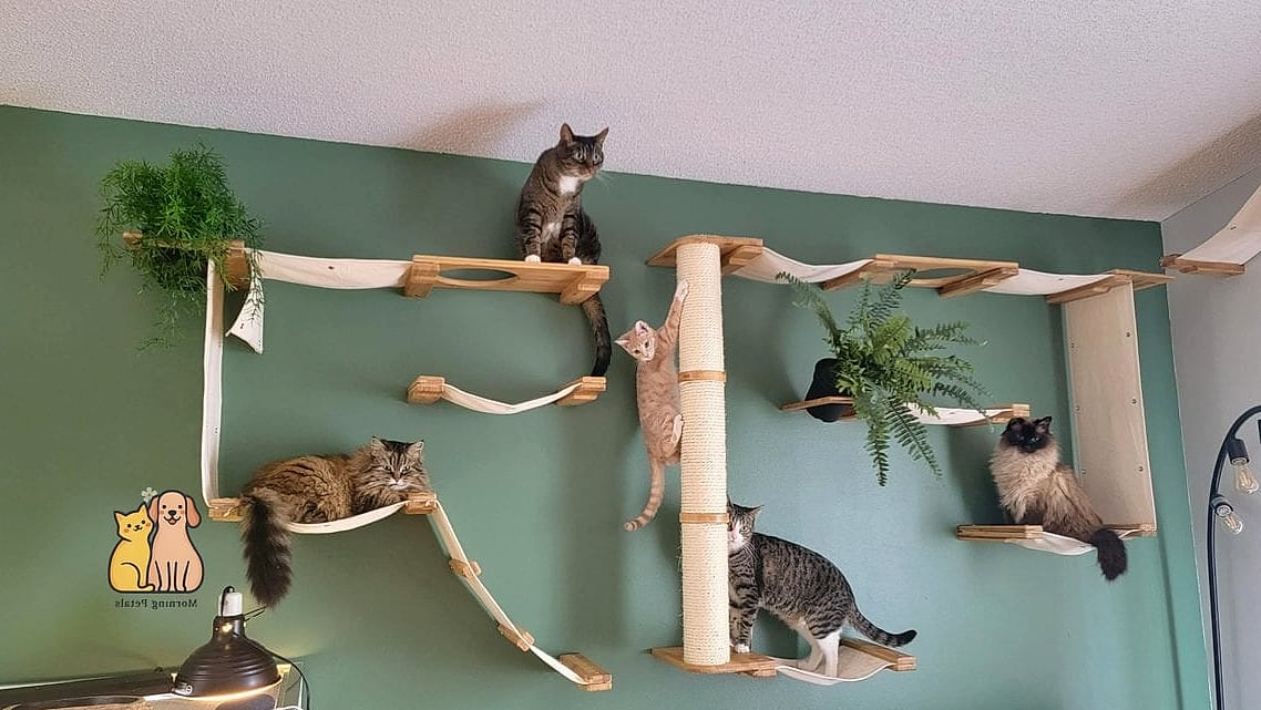 A Freestanding Cat Gymnasium