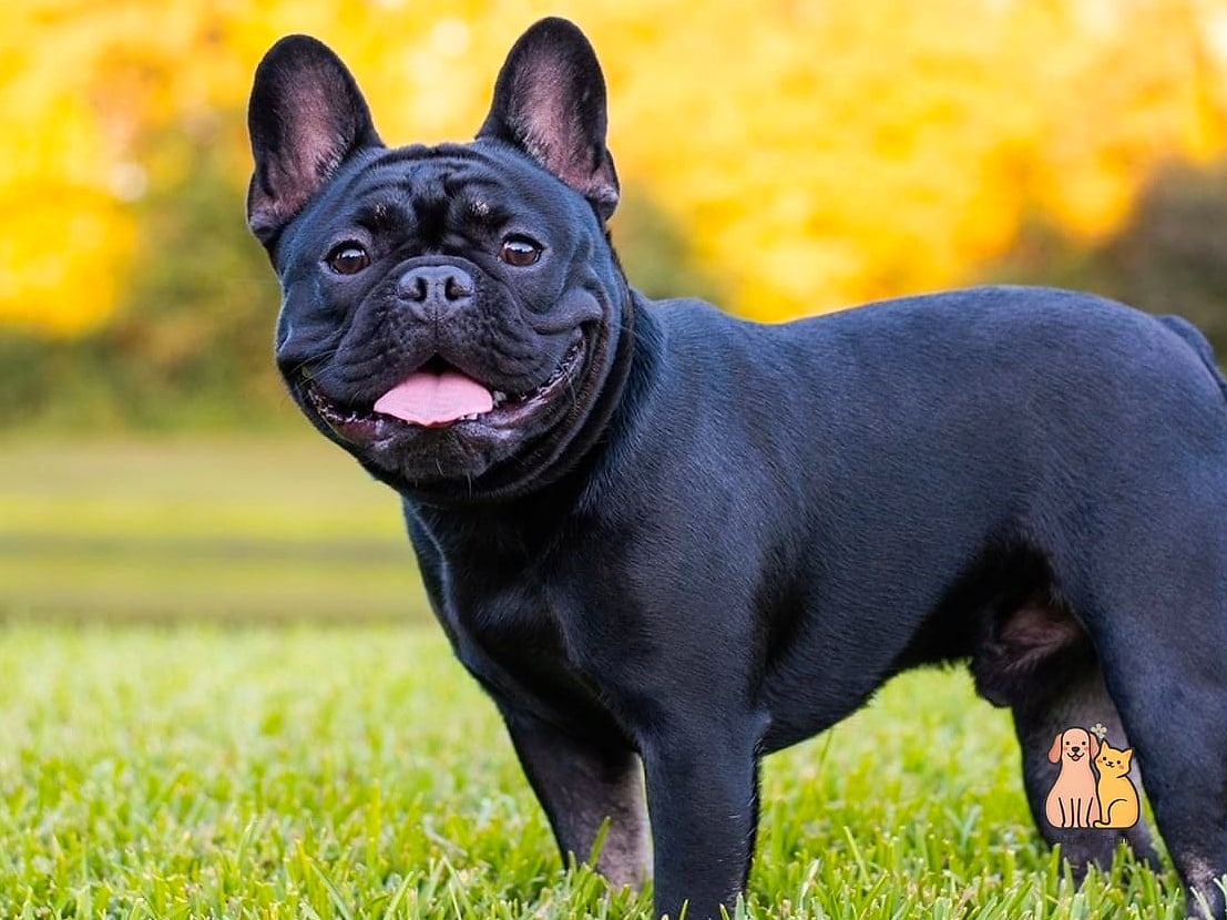 French Bulldog