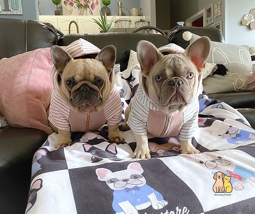 The French Bulldog in a Designer-Inspired Jacket