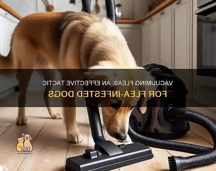 25 Amazing Flea Remedy For Dogs That Prove Pets Are the Best 4 Frequent Vacuuming Around the Home