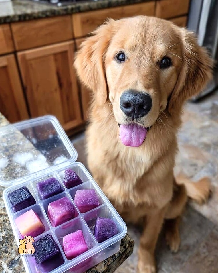 25 Clever Frozen Dog Treats Your Pet Will Beg For More 16 Frozen Berry Paw Prints
