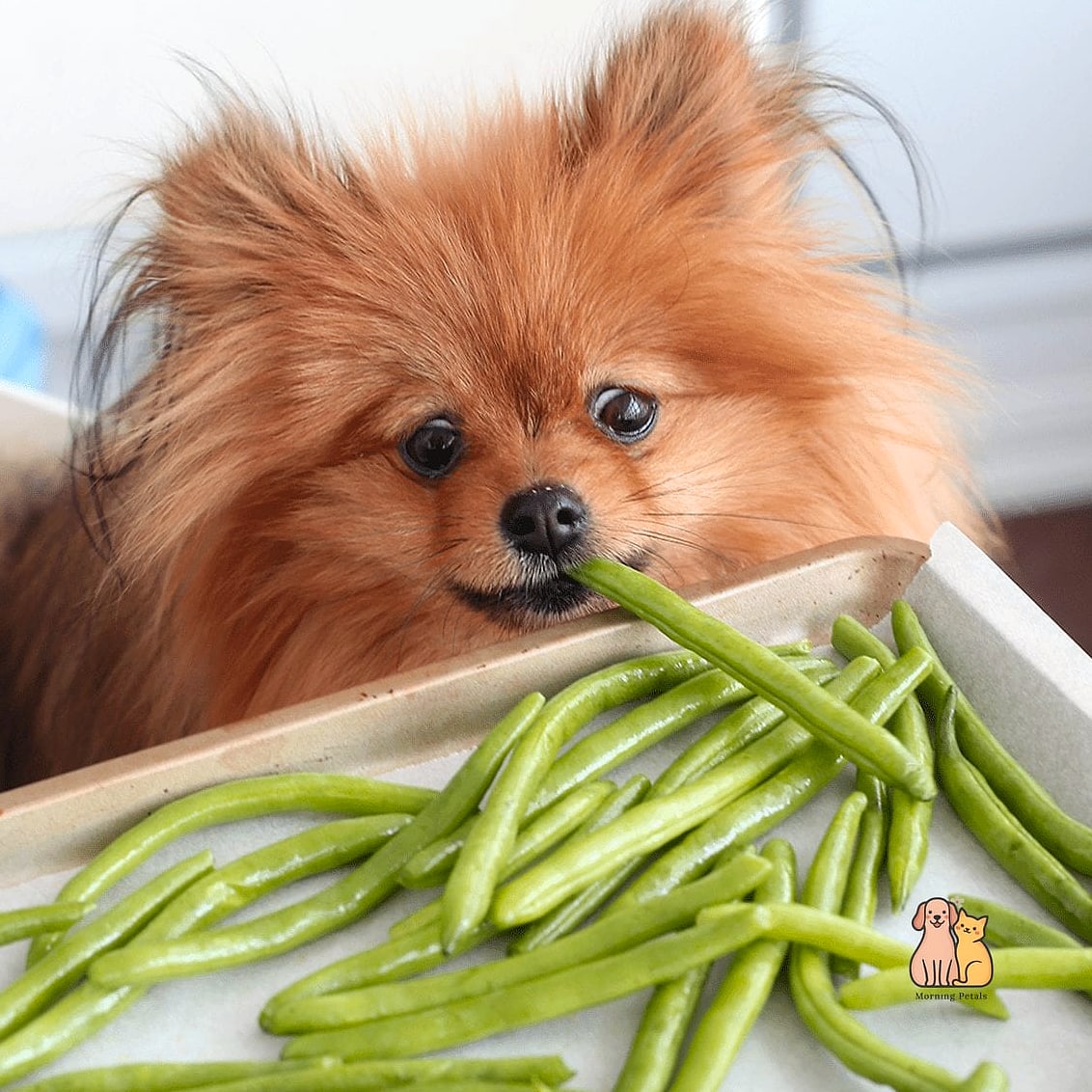 25 Clever Frozen Dog Treats Your Pet Will Beg For More 13 Frozen Green Bean Bites