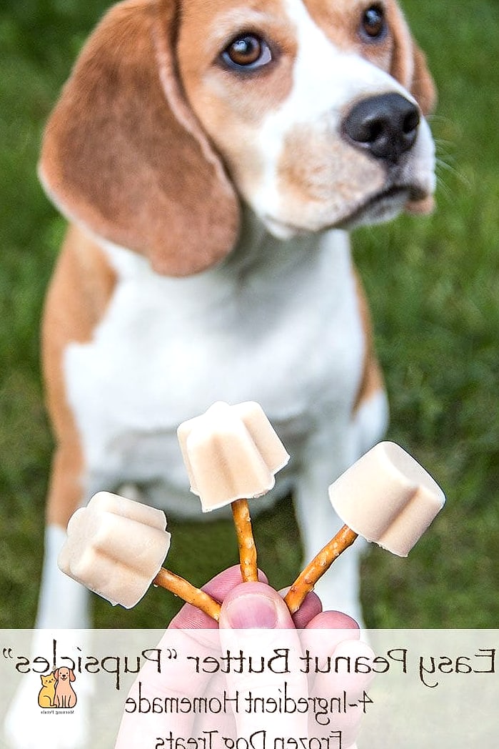 25 Clever Frozen Dog Treats Your Pet Will Beg For More 15 Frozen Peanut Butter Kong Fillings