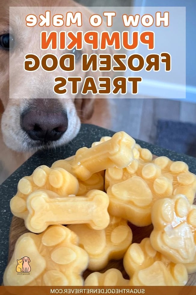 25 Clever Frozen Dog Treats Your Pet Will Beg For More 19 Frozen Pumpkin Spice Dog Treats