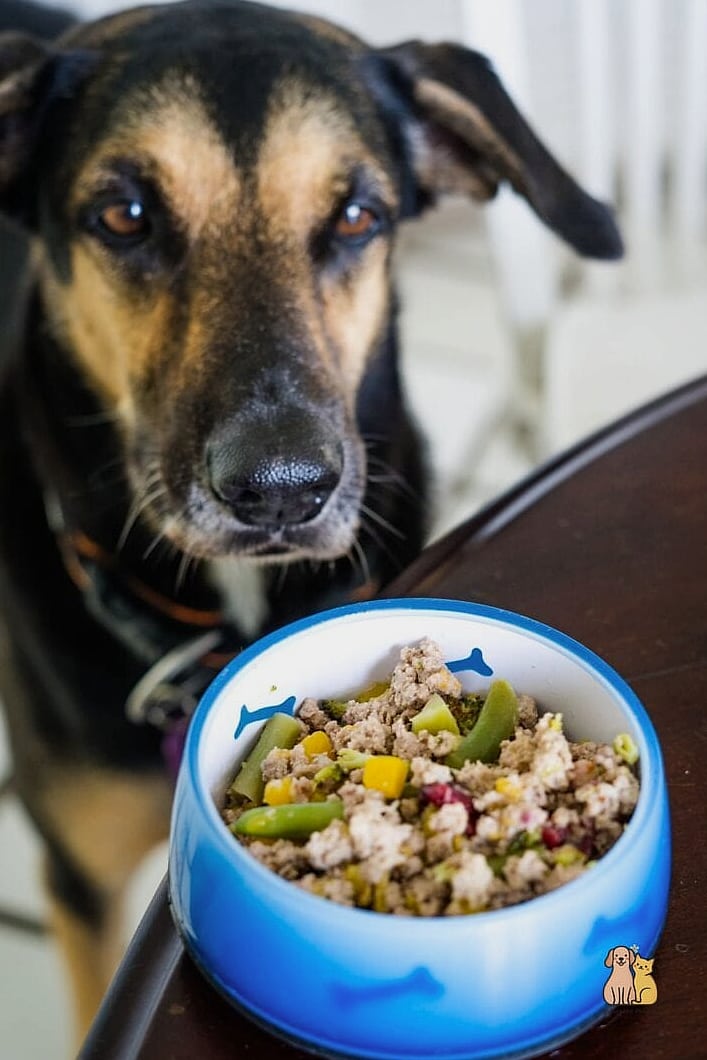 25 Clever Frozen Dog Treats Your Pet Will Beg For More 18 Frozen Turkey Dinner Bites