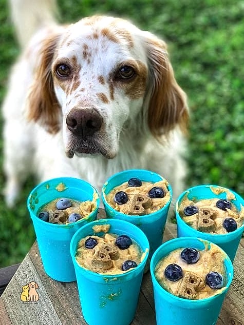 Frozen Yogurt Dog Biscuits