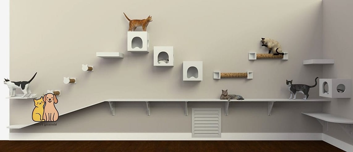 The Full Wall Cat Superhighway