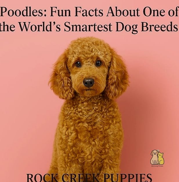 The Poodle Breed: The Ultimate Guide 7 Fun Facts