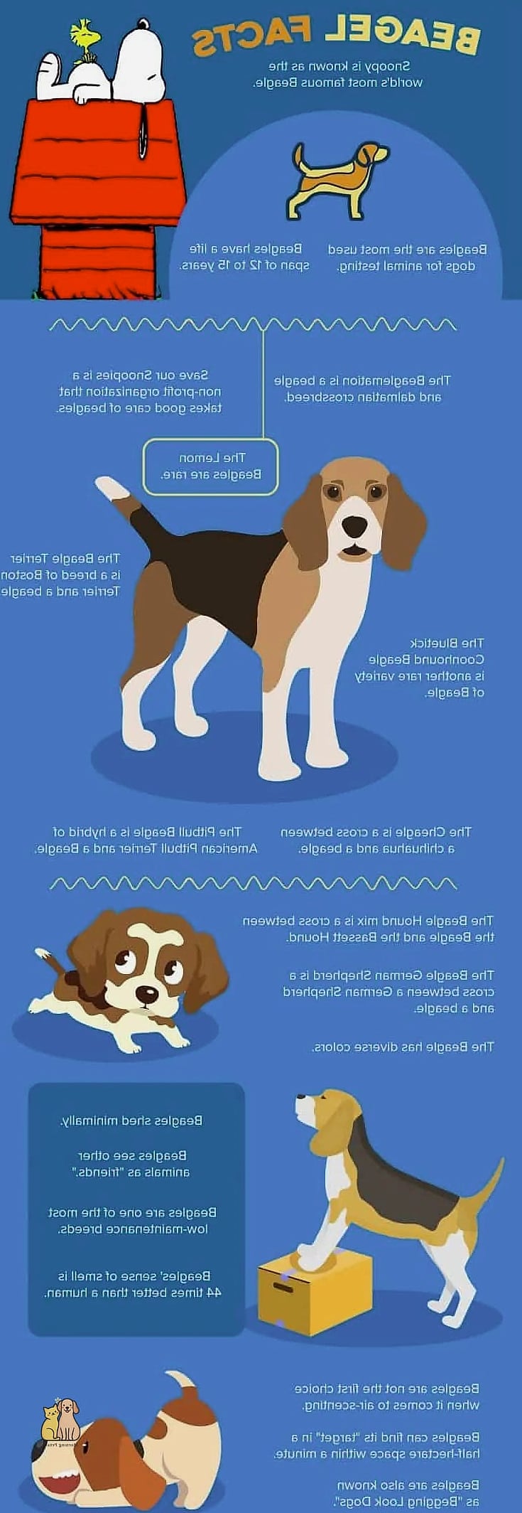 The Beagle Breed: You Didn't Know You Needed 8 Fun Facts