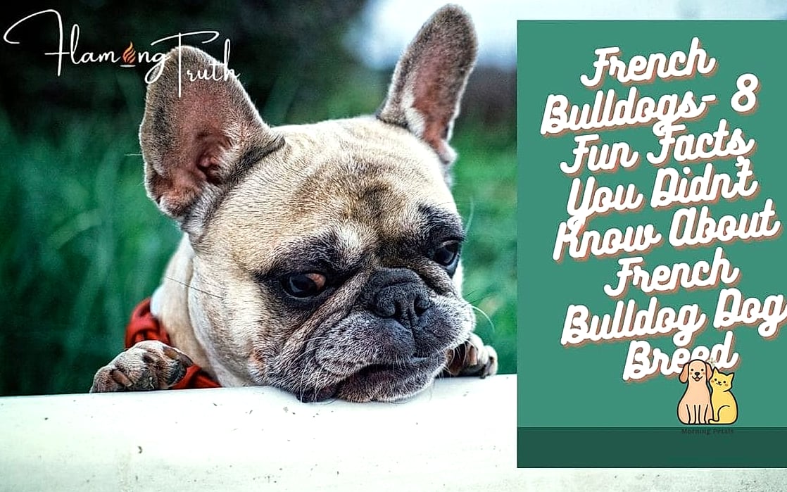 Fun Facts About French Bulldogs