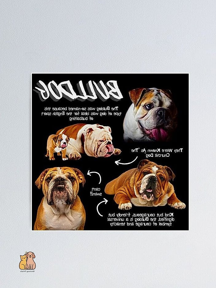 The Bulldog Breed: You Didn't Know You Needed 11 Fun Facts About Bulldogs