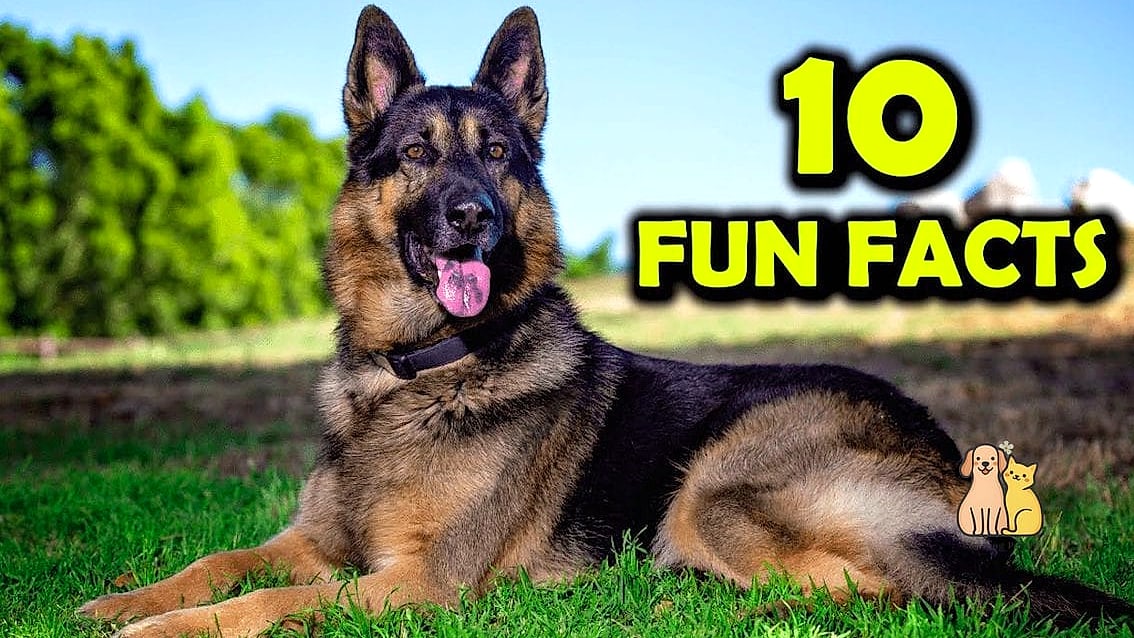 The German Shepherd Breed: That Will Change How You See Them 10 Fun Facts