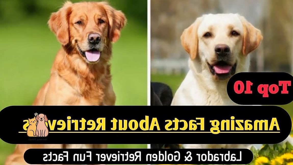 The Labrador Retriever Breed: Everything You Need to Know 11 Fun Facts About Labrador Retrievers