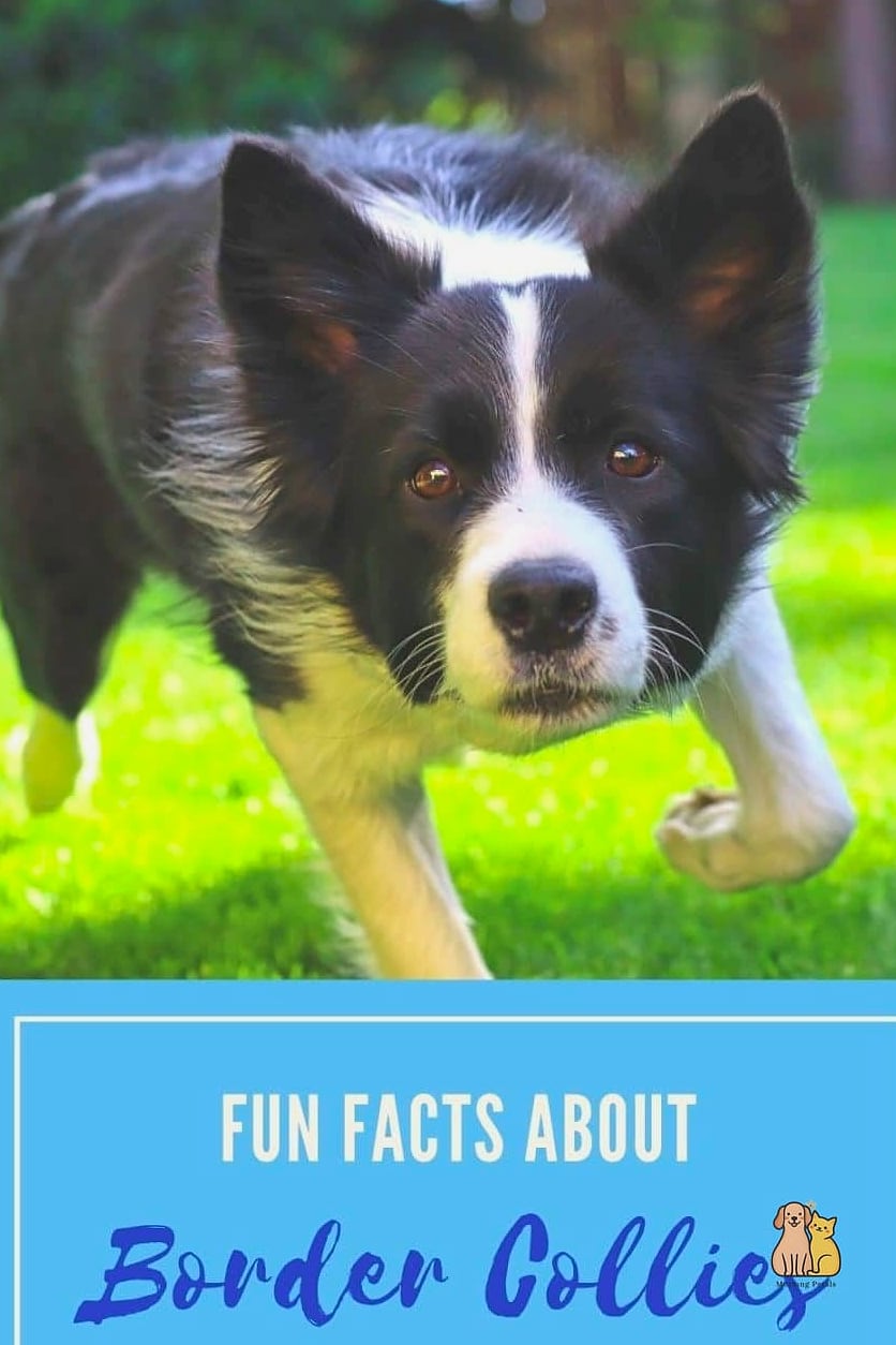 The Border Collie Breed: The Ultimate Guide 11 Fun Facts About Border Collies
