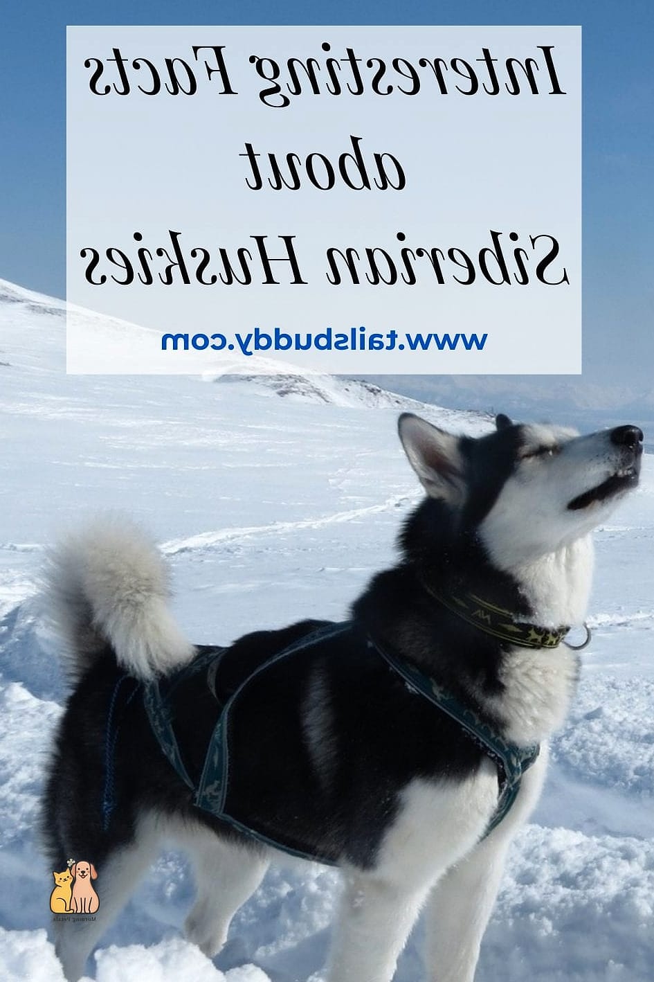 The Husky Dog Breed: Everything You Need to Know 10 Fun Facts About Huskies