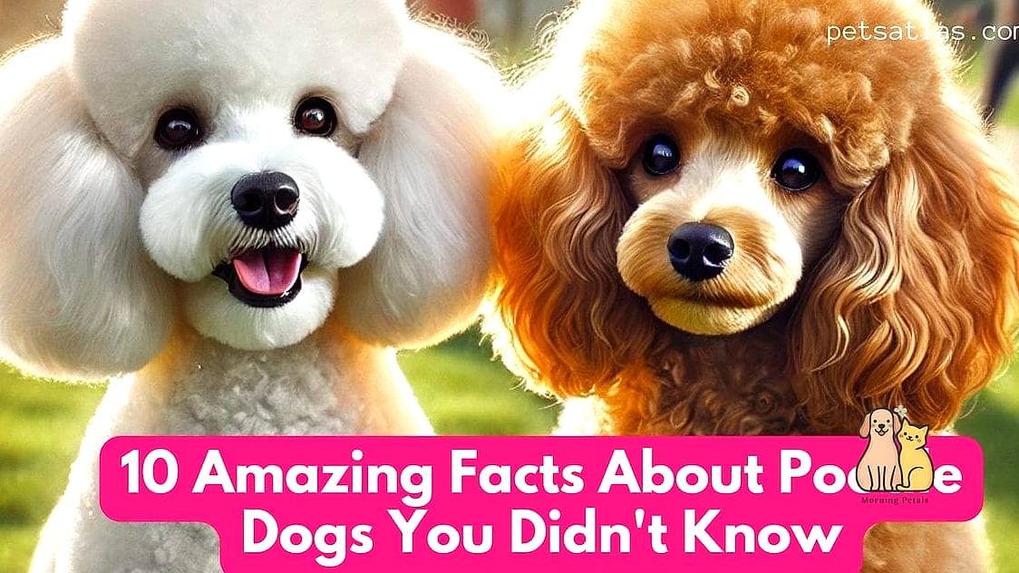 The Poodle Puppies: That Will Change How You See Them 8 Fun Facts