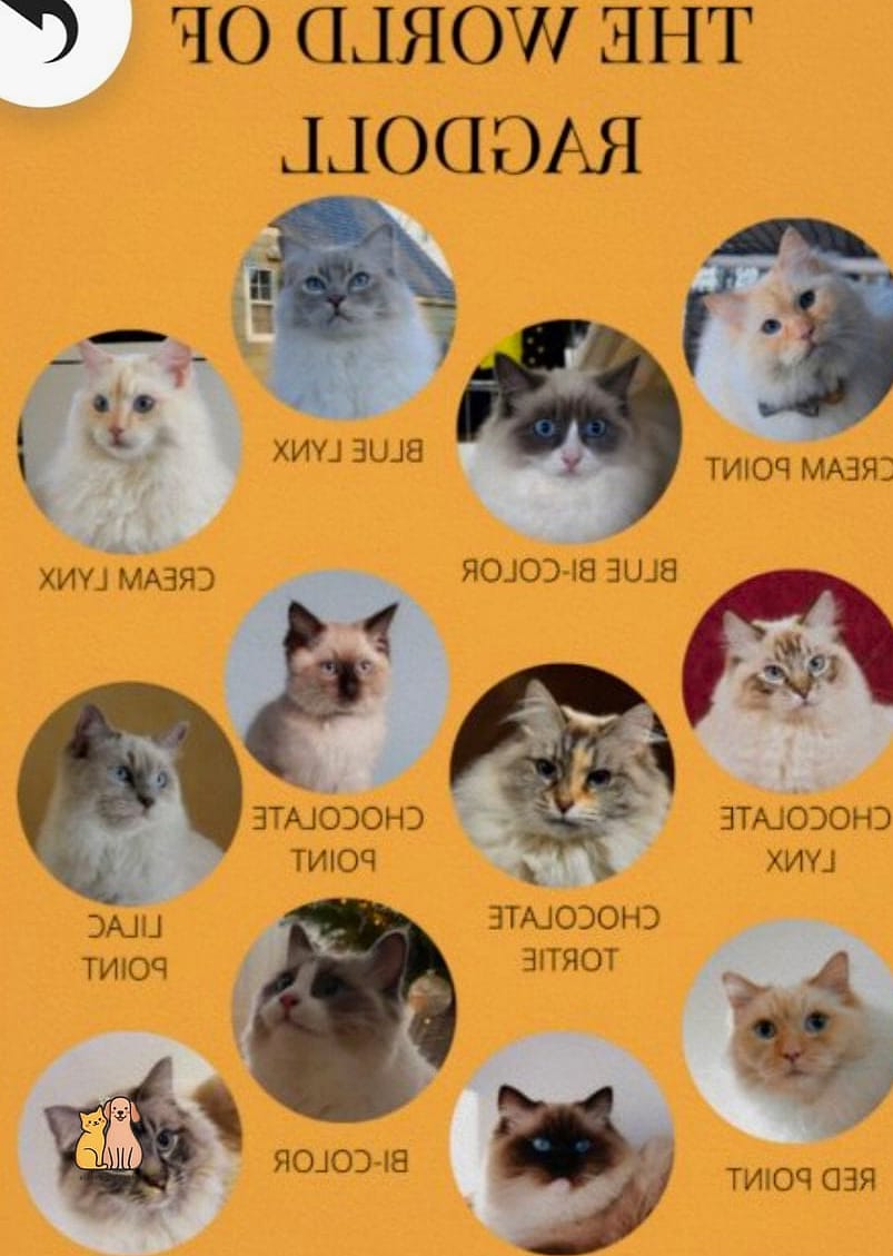 The Ragdoll Cat Breed: The Ultimate Guide 8 Fun Facts
