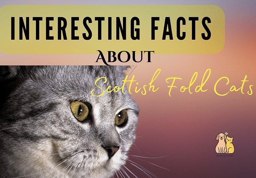 The Scottish Fold Cat Breed: The Ultimate Guide 8 Fun Facts