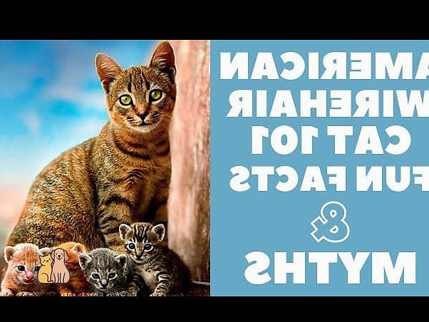 The American Short Hair Cat Breed: That Will Change How You See Them 8 Fun Facts