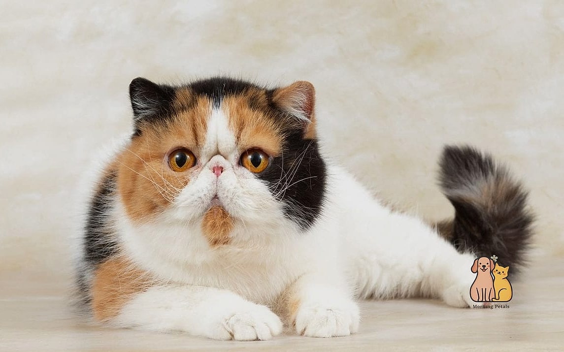 The Exotic Shorthair Cat Breed: You Didn't Know You Needed 8 Fun Facts