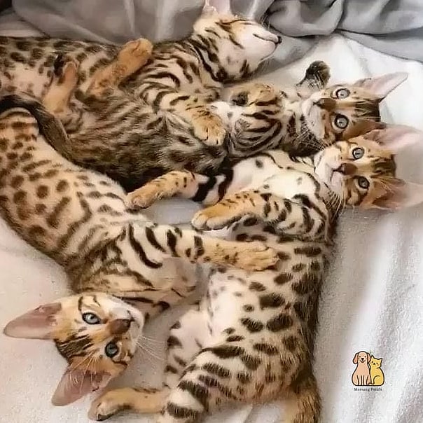 The Bengal Kittens: That Will Change How You See Them 8 Fun Facts
