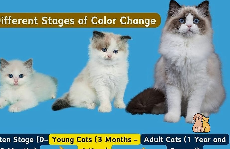 The Ragdoll Kittens: That Will Change How You See Them 8 Fun Facts