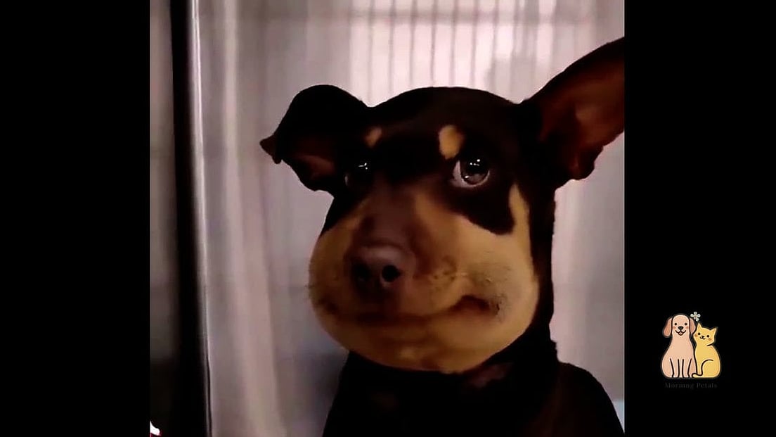 21 Adorable Dog Stung By Bee Guaranteed to Make You Smile 15 Fun Ways to Capture Your Dog’s Personality Safely