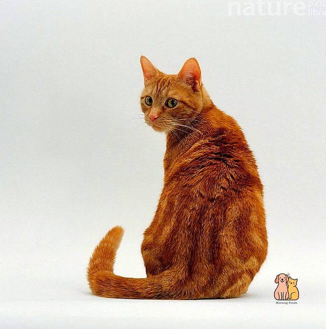 The Gene Behind Tabby Coats Is Ancient