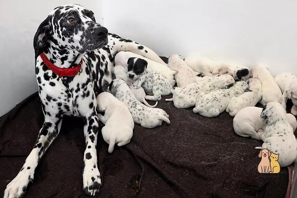 30 Incredible Dalmatian Puppies You Need in Your Life Right Now 11 The Gentle Giant Paws