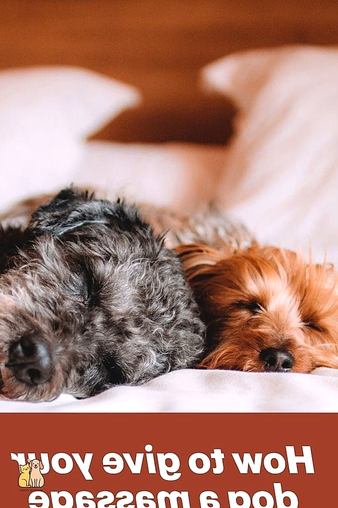 15 Gorgeous Dog Remedies That Prove Pets Are the Best 8 Gentle Massage for Relaxation
