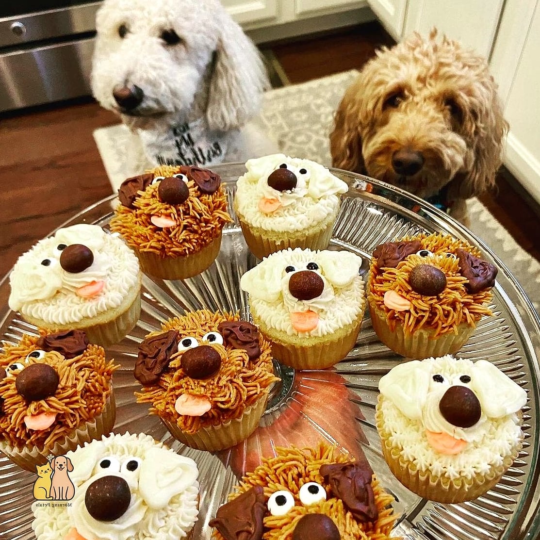 Giant Dog Birthday Cupcake
