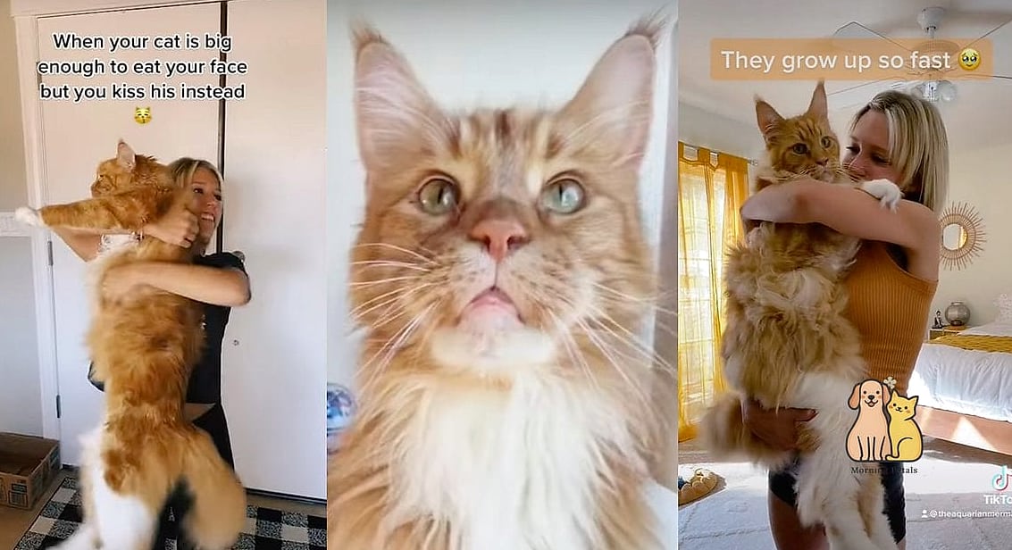 23 Heartwarming Giant Cat Shaped Beds That Will Make Your Day 7 The Giant Kitten Ears Bed