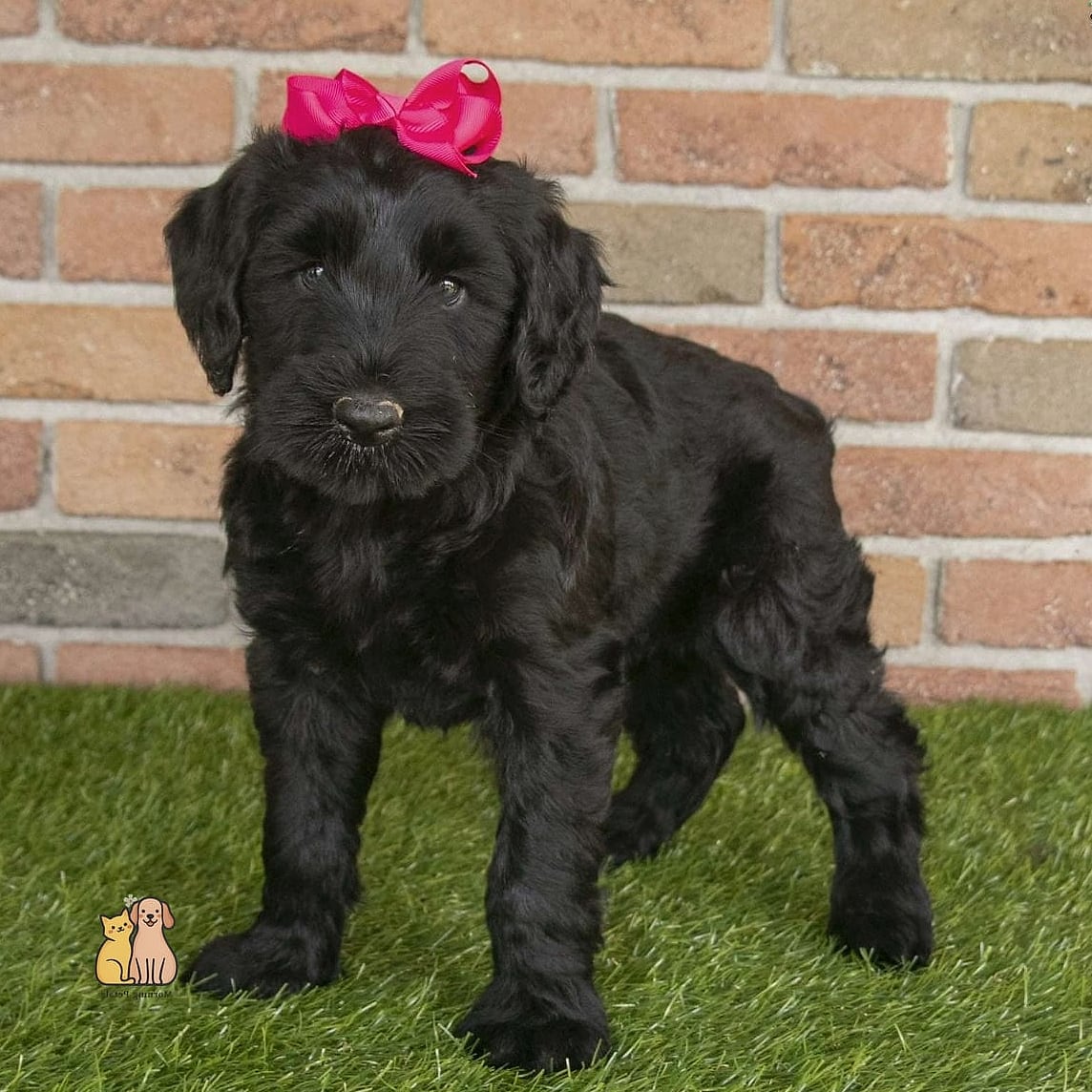 45 Cute Dogs That Dont Shed That Will Restore Your Faith in the World 27 Giant Schnauzer